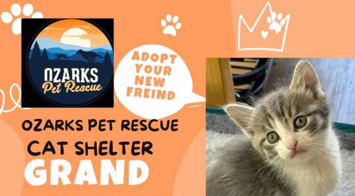 Ozarks Pet Rescue to Hold Grand Opening of Their Cat Shelter July 26th