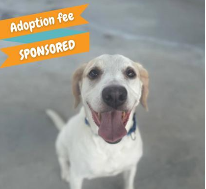 Featured Pet of the Day- Harvey
