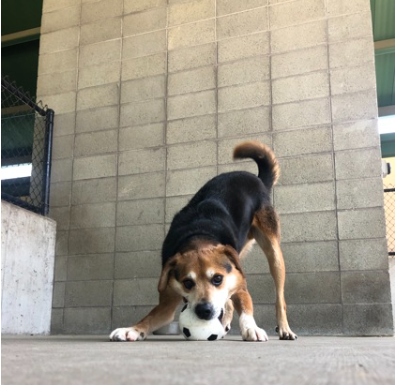 Featured Pet of the Day- Hunter