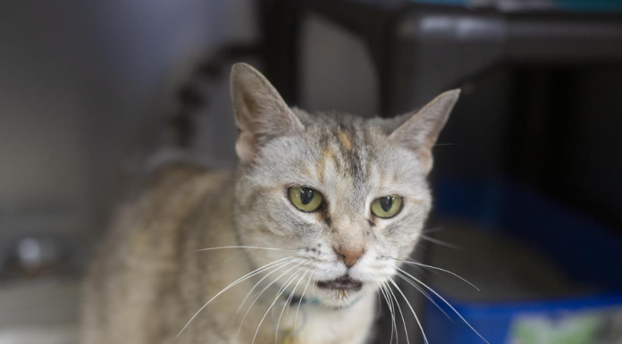 Featured Pet- Adelle