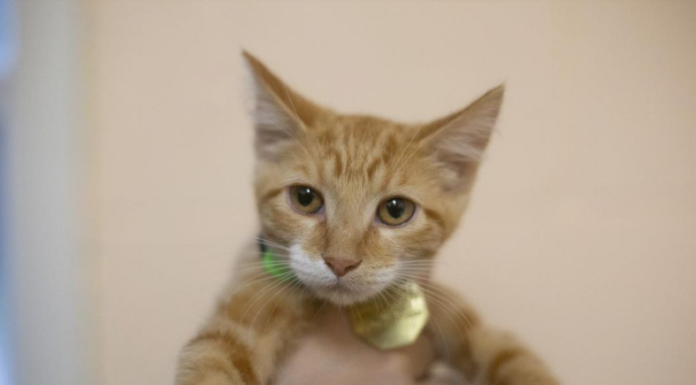 Featured Pet of The Day- Celeste