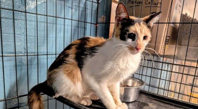 Featured Pet of The Day