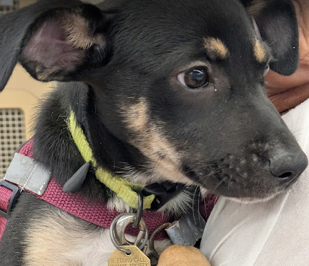 Featured Pet of The Day- Mary Kate