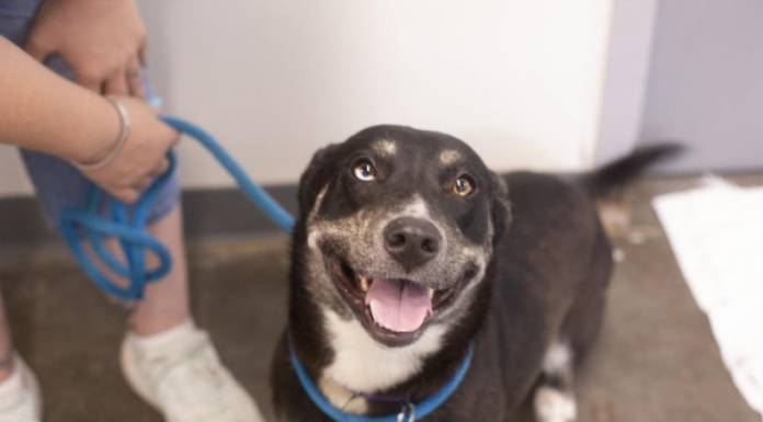 Featured Pet of The Day- Cocoa
