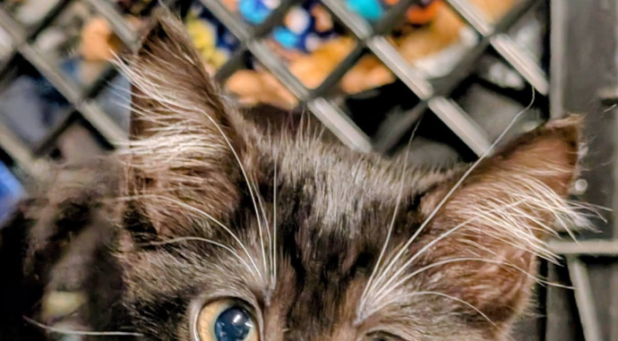 Featured Pet of The Day- Cassie