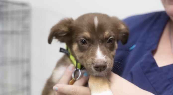 Featured Pet of The Day- Cupcake