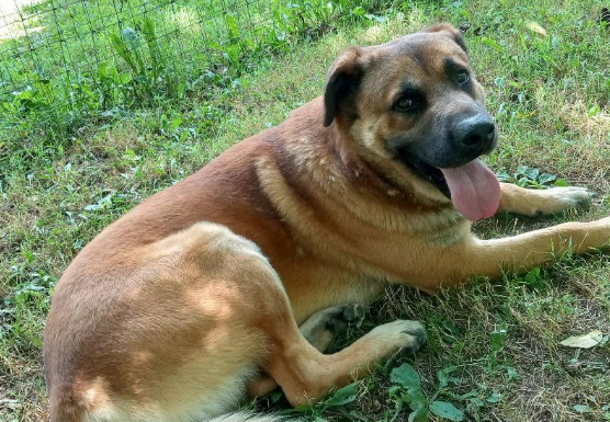 Featured Pet of The Day- Ranger