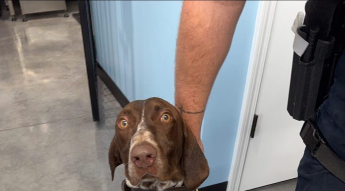 Mountain Home Police Department Adds a New K9