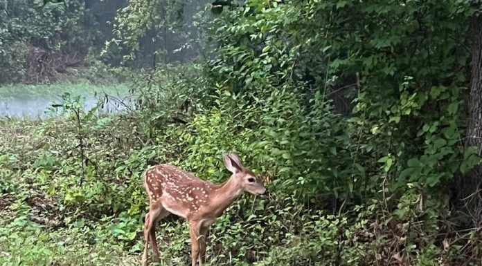 Missouri Dept. of Conservation reminds public that feeding deer in CWD zones is illegal