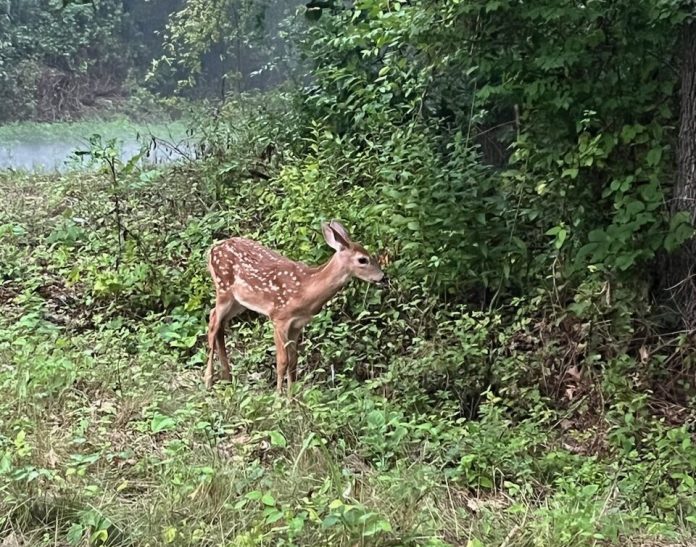 deer