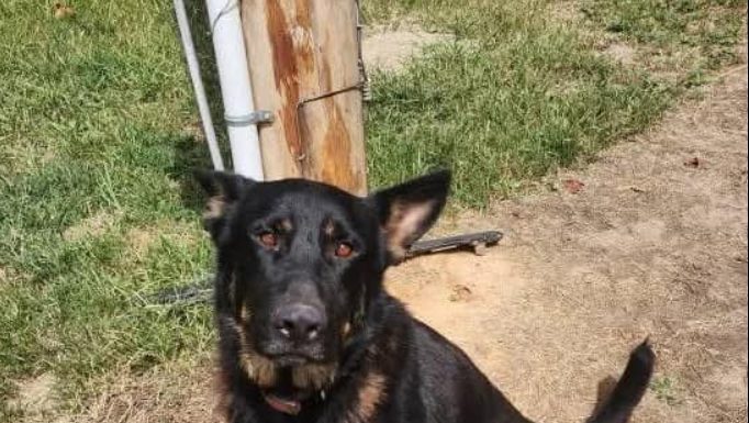 Featured Pet of The Day- URGENT, Ozarks Pet Rescue stray