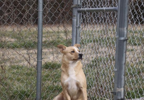 Featured Pet of The Day- Flash