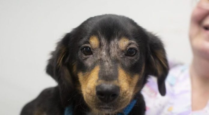 Featured Pet of The Day- Bean
