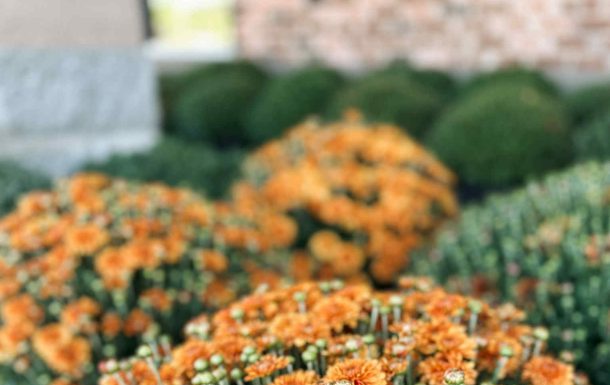 Ozarks Healthcare Foundation Hosts Neighborhood Mum Sale