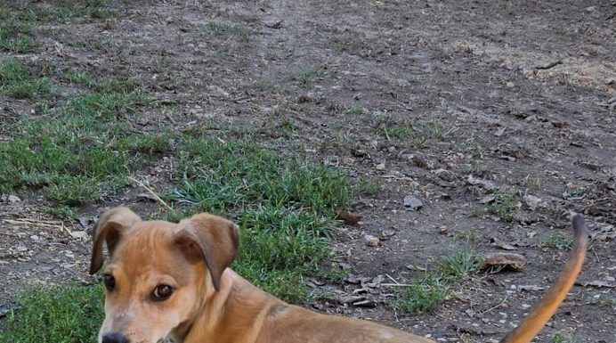 Featured Pet of The Day- Update on Oliver (Malnourished Dog featured Last Week)