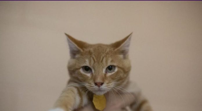 Featured Pet of The Day- Butterfinger