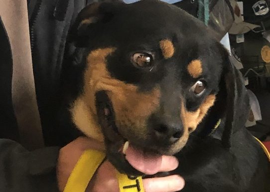 Featured Pet of The Day- Pilot