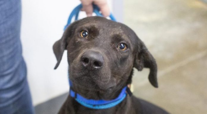 Featured Pet of The Day- Carter