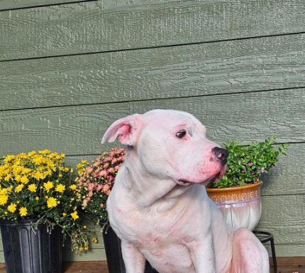 Featured Pet of The Day- Whitney *Deaf