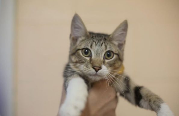 Featured Pet of The Day- Jasper