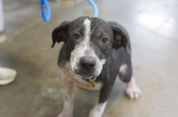 Featured Pet of The Day- Gus