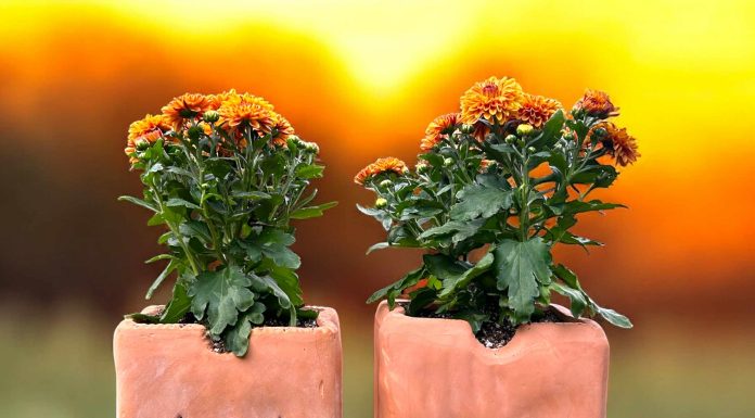 Mum’s the Word – The Green Thumb Chronicles