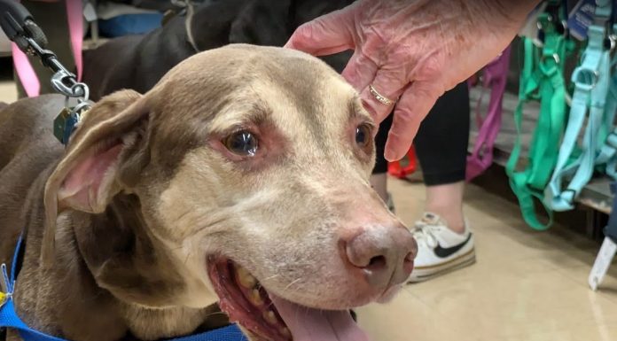 Featured Pet of The Day- Chowder