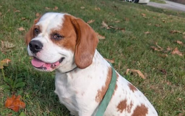 Featured Pet of The Day- Cookie *URGENT