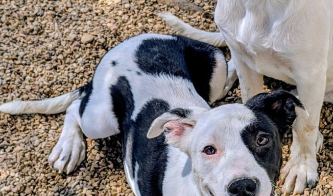 Featured Pet of The Day- Patches