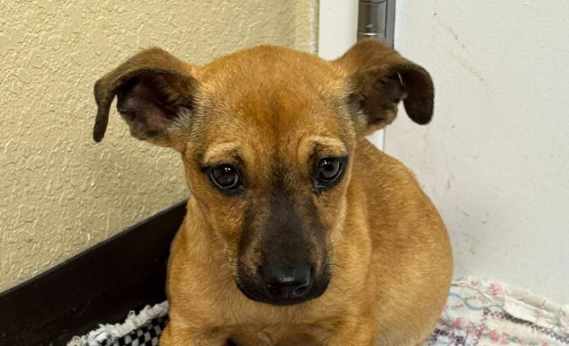 Featured Pet of The Day- Little Foot