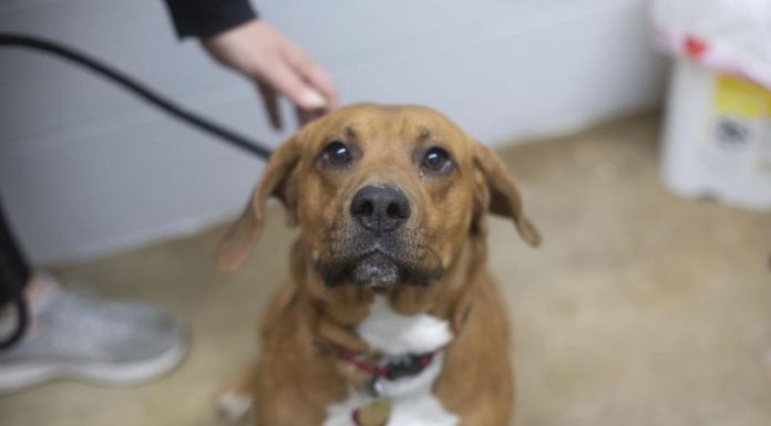Featured Pet of The Day- Red