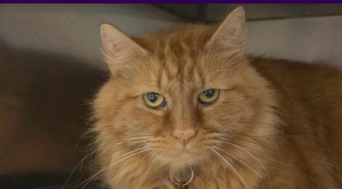Featured Pet of The Day- Ruby