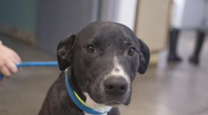 Featured Pet of The Day- Athena