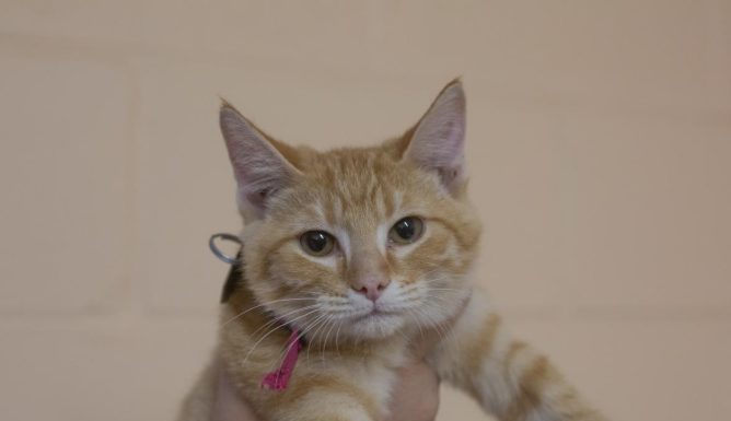 Featured Pet of The Day- Pumpkin