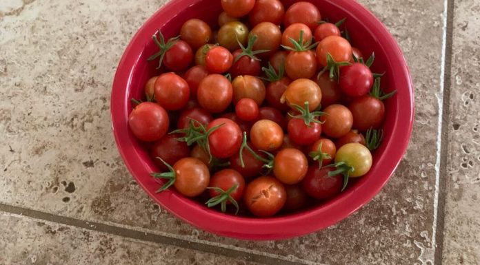 Missouri to issue partial November SNAP benefits