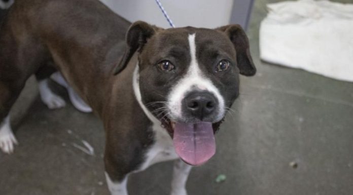 Featured Pet of The Day- Mallory