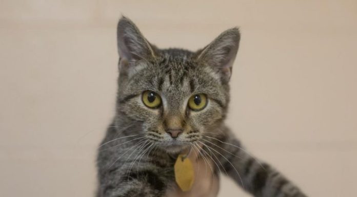 Featured Pet of The Day- Ellie