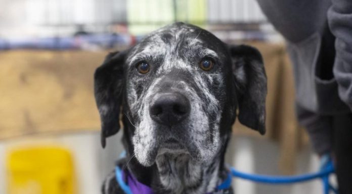 Featured Pet of The Day- Aurora