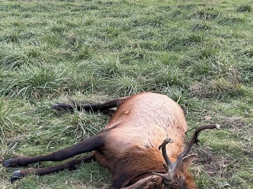 Missouri Department of Conservation Requests Information on Poached Bull Elk