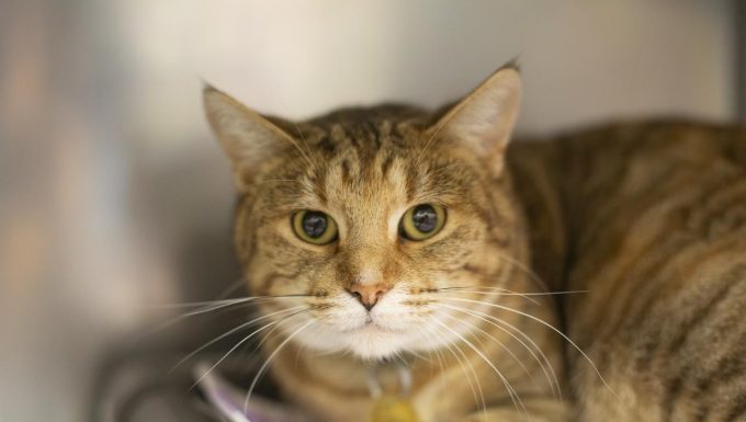 Featured Pet of The Day- Carol