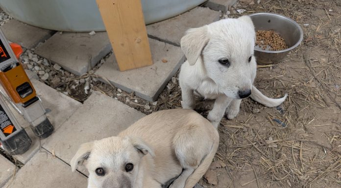 Featured Pets of The Day- Two Anatolian Shepard & Great Pyrnees Mix Puppies for Sale