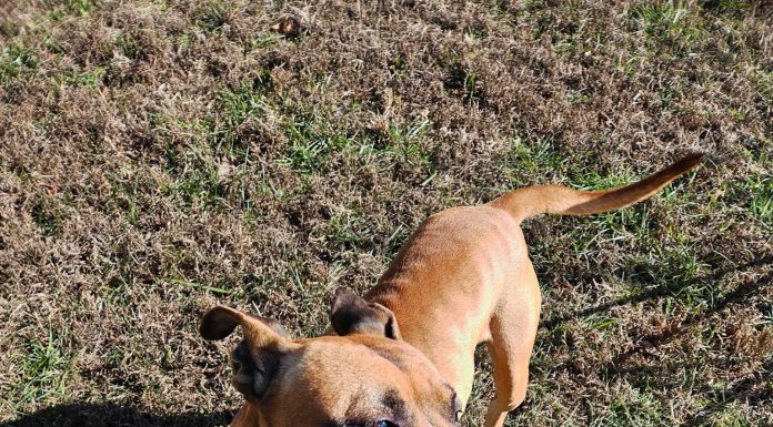 Featured Pet of The Day- Dumnorix