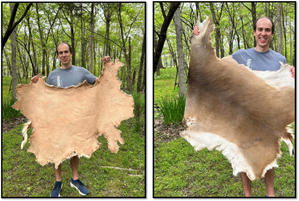 Deer hide tanning