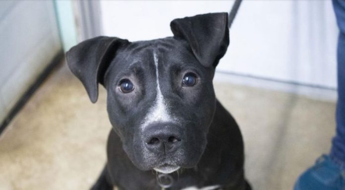 Featured Pet of The Day- Bart