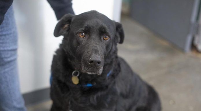 Featured Pet of The Day- Mia