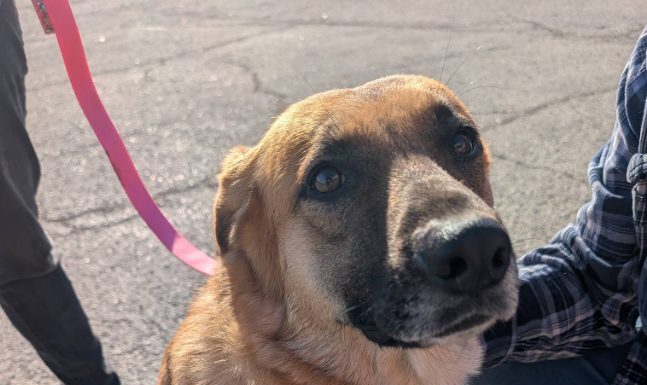 Featured Pets of The Day- Brooke
