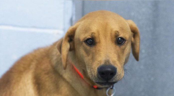 Featured Pet of The Day- Mister