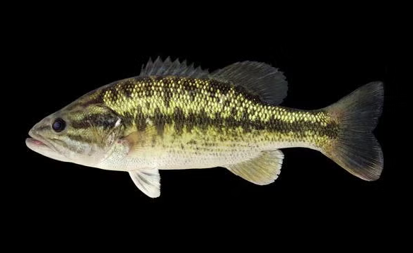 Spotted Bass