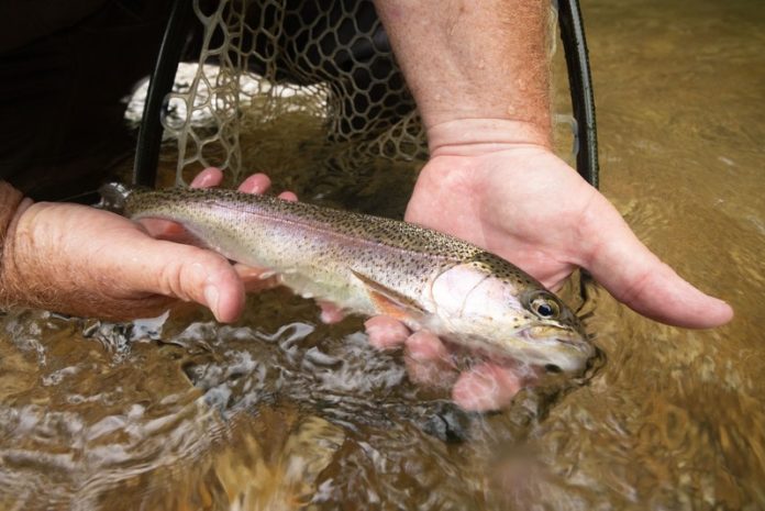 trout