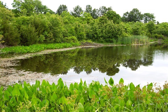 pond management